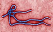 Antiviral Drug May Prevent Ebola, Small Study Suggests