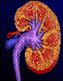 Kidney Problems Linked to Brain Disorders: Study