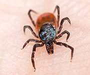 Lyme Disease in U.S. Is Under-Reported, CDC Says
