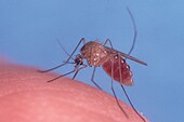 West Nile Virus Most Common Mosquito-Borne Illness in U.S.