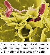 More Than 400 Illnesses Reported in Latest Salmonella Outbreak