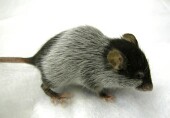 Mouse Study Hints at New 'Male Contraceptive'