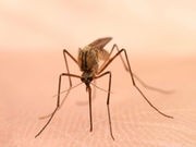 Mosquito-Borne Virus May Cause Fatal Brain Infection