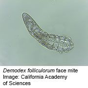 Face Mites Might Give Clues to People's Ancestry