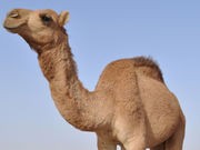 Researchers Uncover Different Variations of MERS Virus