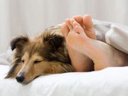 Many Pet Owners Happy to Have Fido, Fluffy Share the Bed