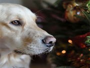 Holiday Safety for Your Furry Friends