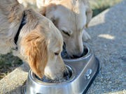 Dogs' Sloppy Drinking Style Actually the Model of Efficiency: Study