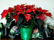 Holiday Plants Can Pose Health Risks to Kids, Pets