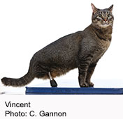 Meet Vincent, the Cat With the Titanium Legs