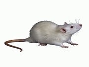 Mouse Study Shows Cocaine Ravages Brain Cells