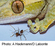 Gecko Study Squashes Dreams of a Real 'Spiderman'
