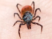 Lyme-Causing Ticks Expand Their Range in U.S.