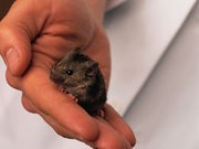 Cell Treatment Boosted Mice's Life Span by a Third
