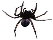 Spiders' Size Exagerrated in Minds of Those Who Fear Them