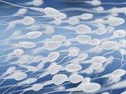 In Mice, Scientists Turn Stem Cells Into Sperm