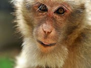 Work With Monkeys May Benefit HIV Babies