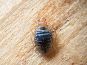 Bedbugs Widespread in Low-Income Housing, Study Finds