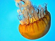 Heat Beats Cold for Treating Jellyfish Stings