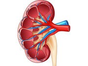 Common Heartburn Drugs Linked to Kidney Disease in Study