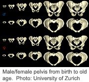 Female Pelvis Widens, Then Shrinks Over a Lifetime, Study Finds