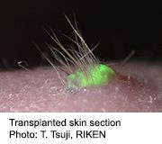 Scientists Grow and Transplant Functioning Skin Onto Mice
