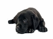 Why Labradors Often Get Fat