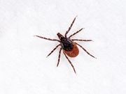 7 Ways to Give Ticks the Slip
