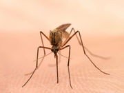 Malaria Vaccine Protection Short-Lived in Young Children
