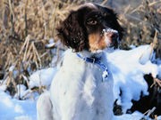 New Take on Man's Friendship With Fido