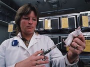 Mouse Study Suggests Antibiotics in Kids Might Help Spur Type 1 Diabetes