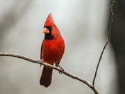 When It Comes to West Nile, Robins Do It, Cardinals Don't