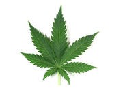 Medical Marijuana Not a Lure for Kids: Study