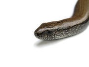 Snakebites a Rising Danger for U.S. Children