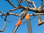 11 Ways to Stay Safe When Doing Risky Tree Work