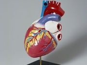 Discovery Speeds Creation of Healthy Heart Cells From Scar Tissue