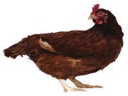 Your Birth Year Might Help Shield You From Bird Flu Strains