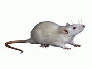 Additive in Processed Foods Tied to Colon Cancer in Mice