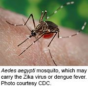 Mosquitoes Can Deliver Zika/Chikungunya Double Whammy