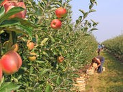 Pesticide Exposures May Alter Mouth Bacteria