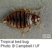 Tropical Bedbugs Creeping Back to Florida