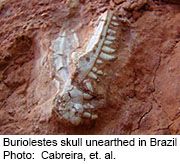 Fossils Suggest Gradual, Not Sudden, Rise of Dinosaurs