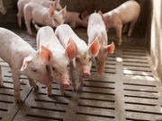 'Superbug' Common Among N.C. Hog Workers, Study Says