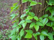 Mouse Study Suggests Way to Stop Poison Ivy's Itch