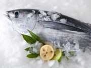 Mercury Levels Dropping in North Atlantic Tuna