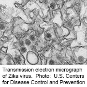 Antibody Treatment Shields Fetus From Zika -- in Mice
