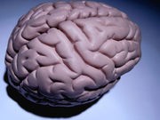 'Epilepsy Gene Network' Identified in Brain
