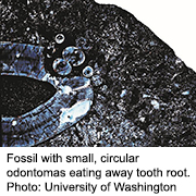 Benign 'Toothlet' Tumor Found in 255 Million-Year-Old Fossil