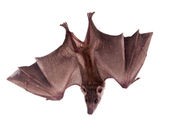 Some Bats Swinging Back at Fungal Disease