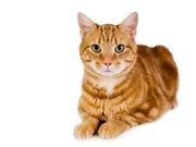 Bird Flu Strain May Have Jumped From Cat to Human